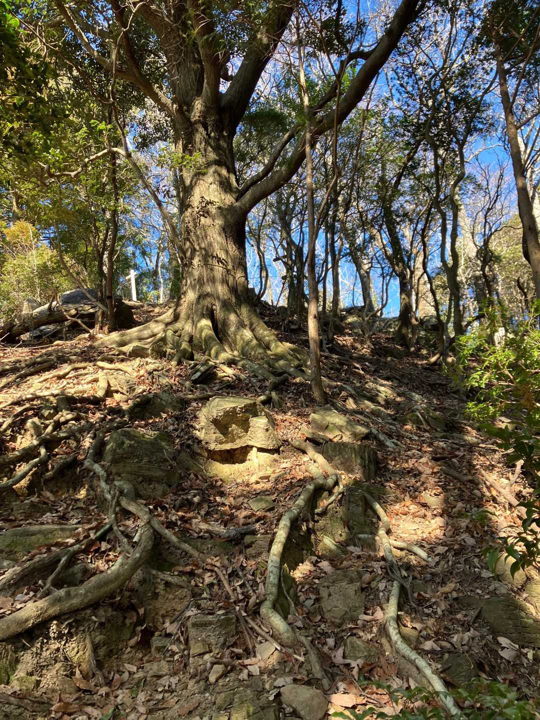 額堂山-森ヶ嶺登山口-森ヶ嶺-ふっこし峠-高野御前山-まさ 周回コースの写真