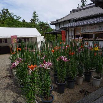 松尾寺。カサブランカ(ユリ)が有名