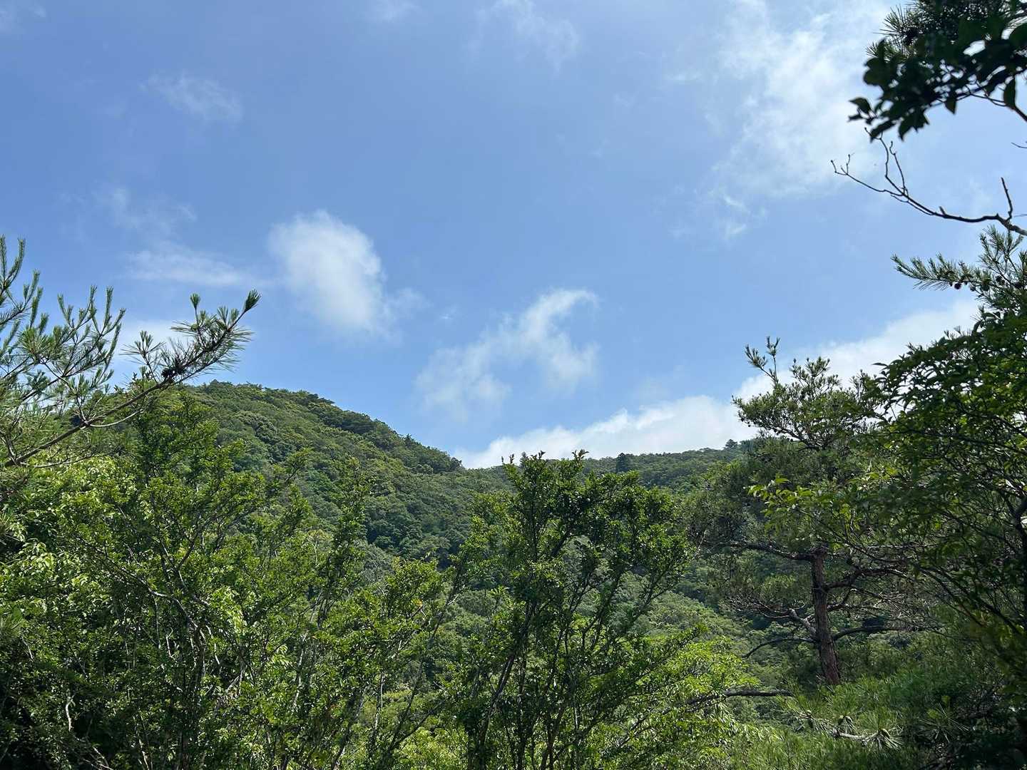 鼓ヶ岳西峰-鼓ヶ岳 往復コースの写真