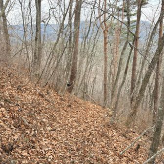 下山はつづら折り
さっきよりは緩やか