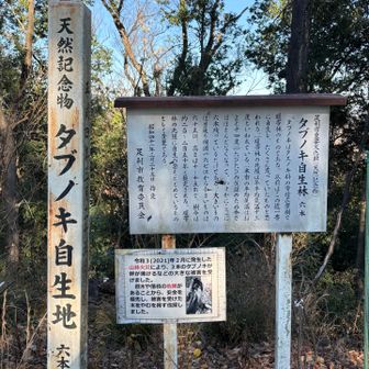 タブノキ❓山火事で半分の３本が被害に遭われたのね😔