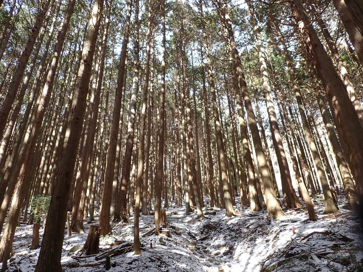 日が差してきて、樹林帯でも雪原だと明るいです