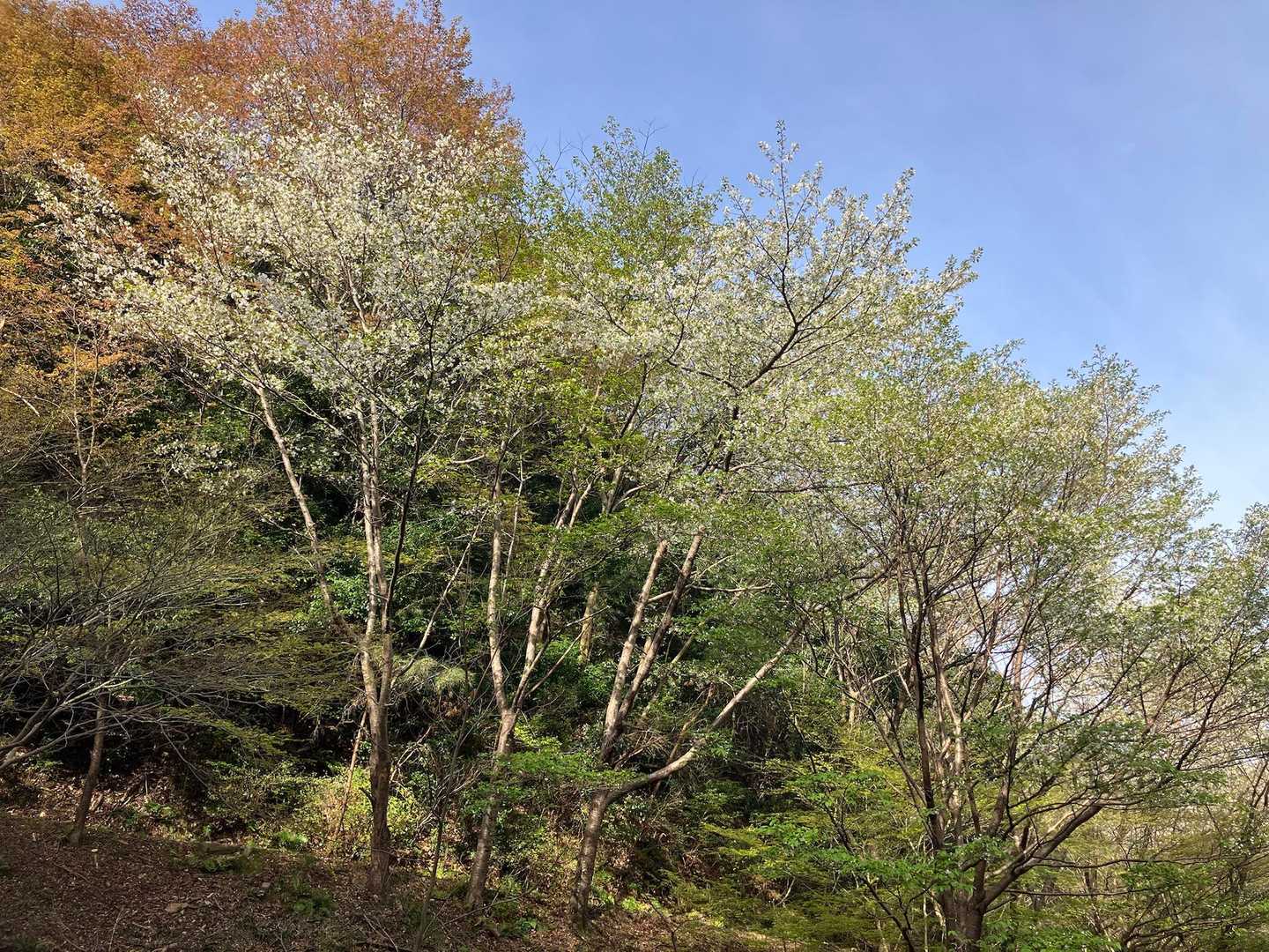 🌸大島桜🌸オオシマザクラ🌸