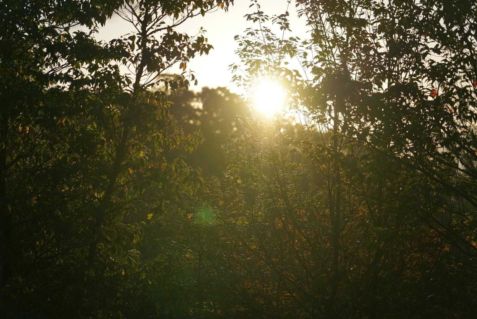 木々の間から✨