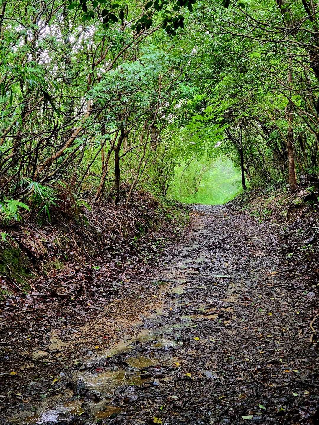 奥辺峠-大福山 往復コースの写真