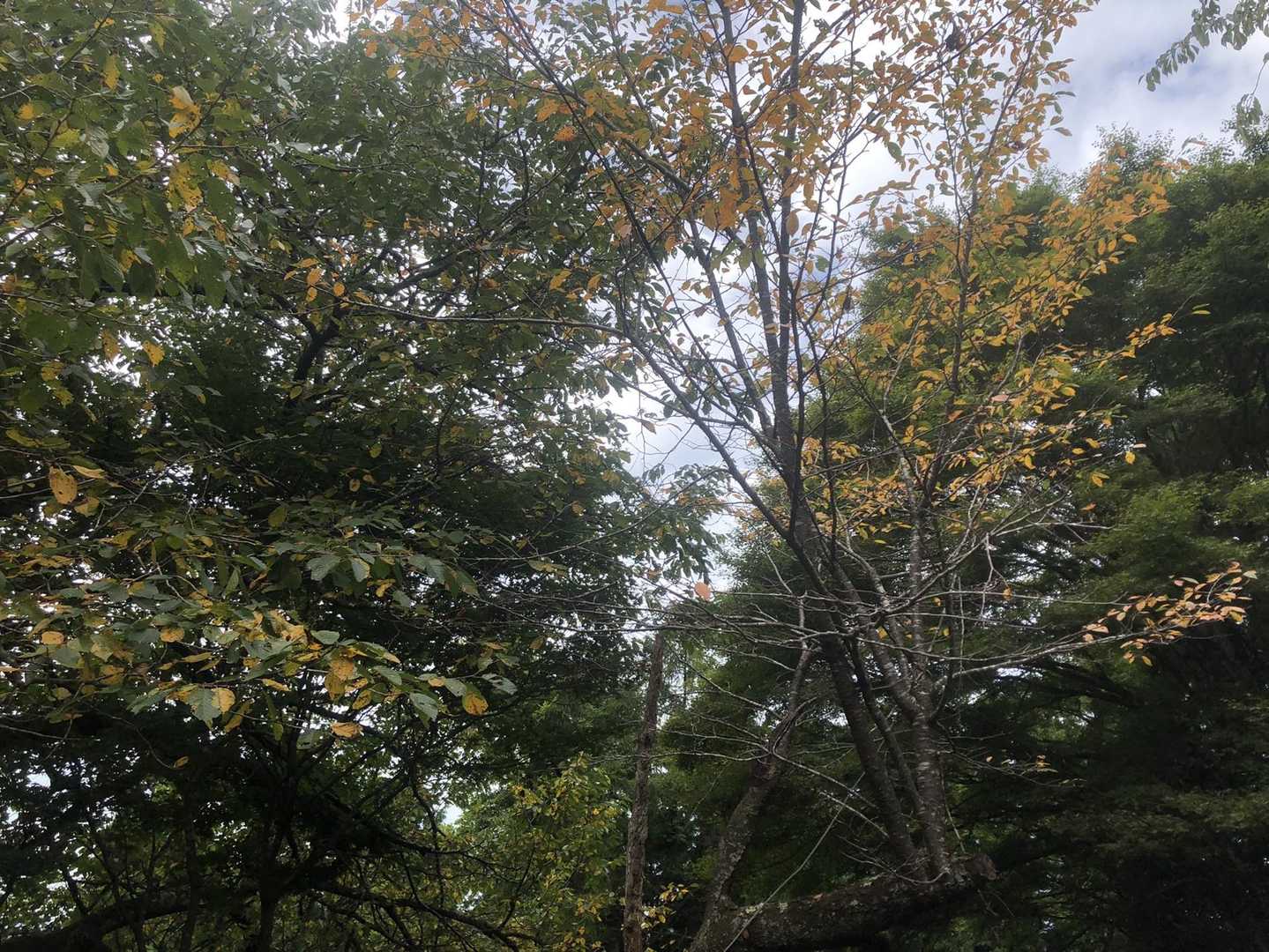 紅葉に近づいてました。