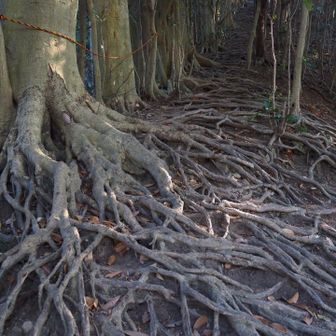 根っこだらけー