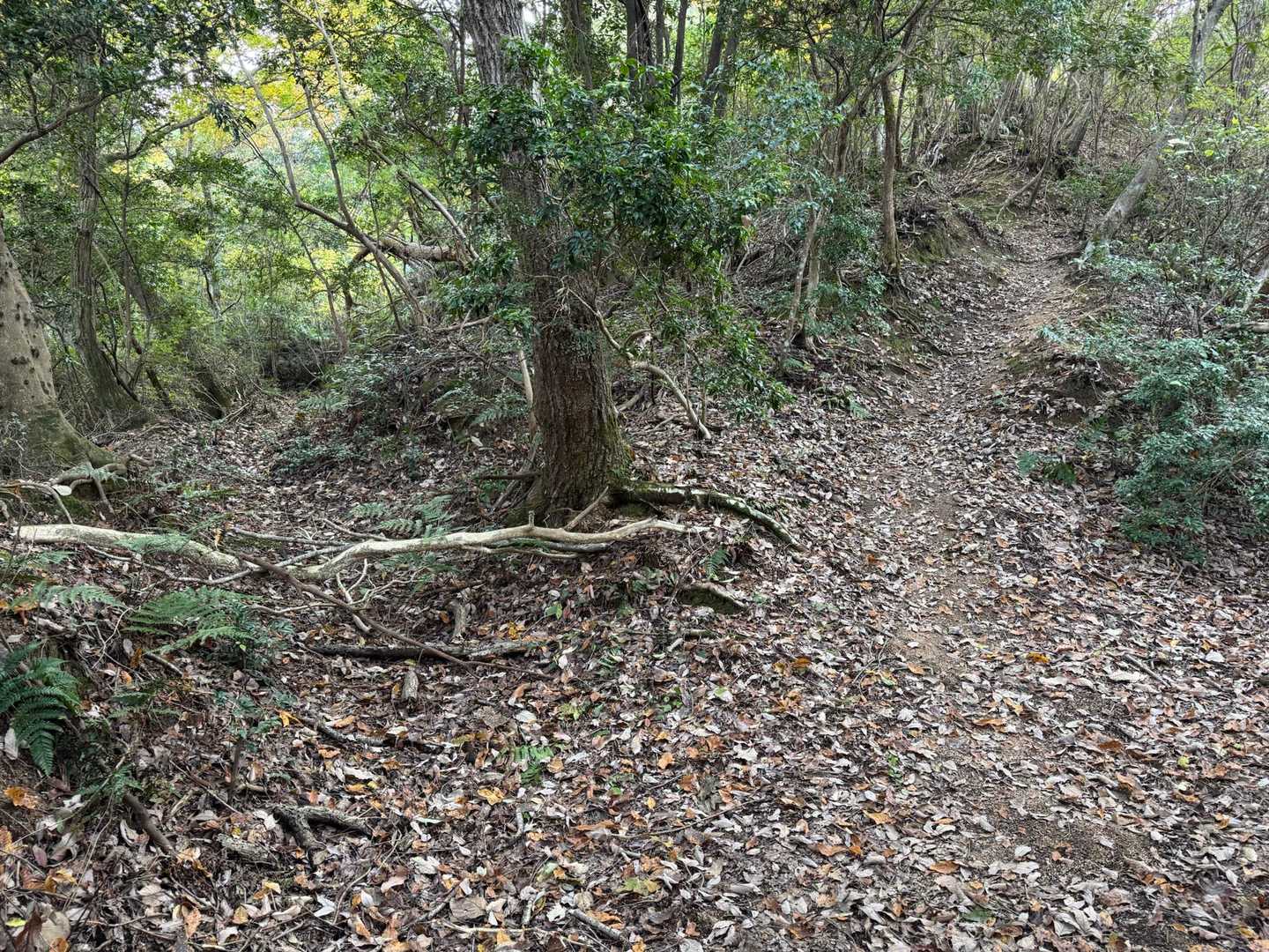 唯一の分岐ですが、左は通せんぼされてるので迷いません。