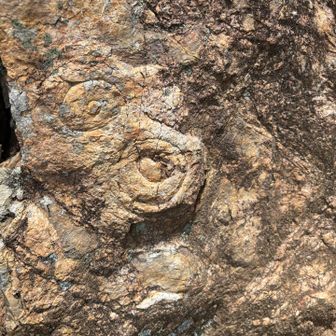 登山道の岩場で見つけたアンモナイトの化石？ホントかな