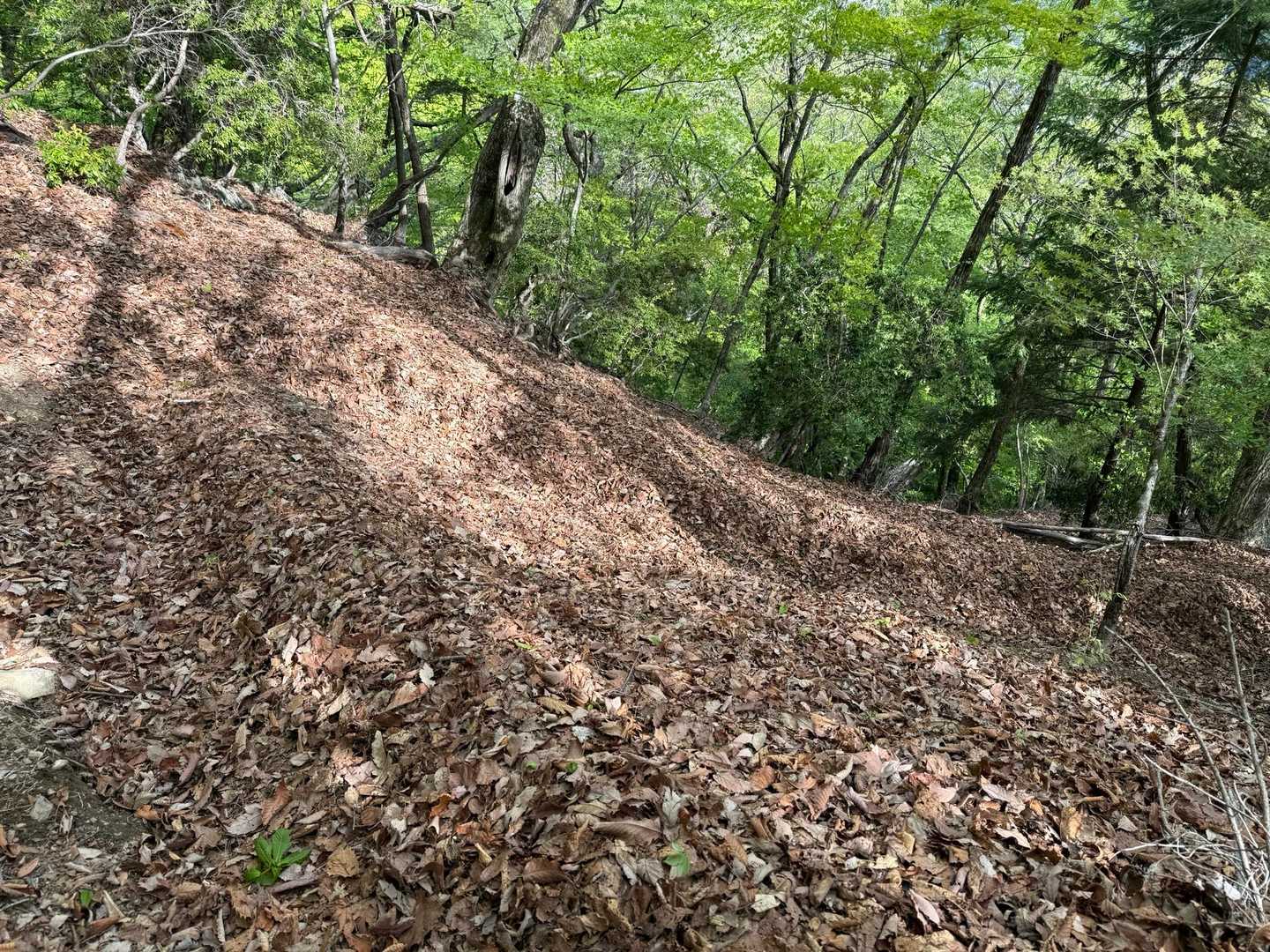 飛龍山（丹波バス停）＜ミサカ尾根＞の写真