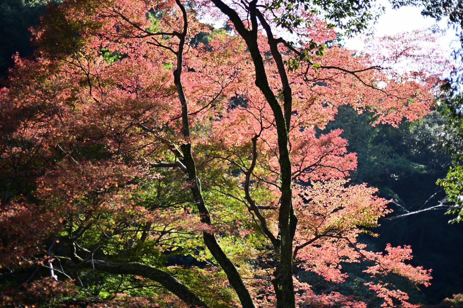 音羽山荘付近