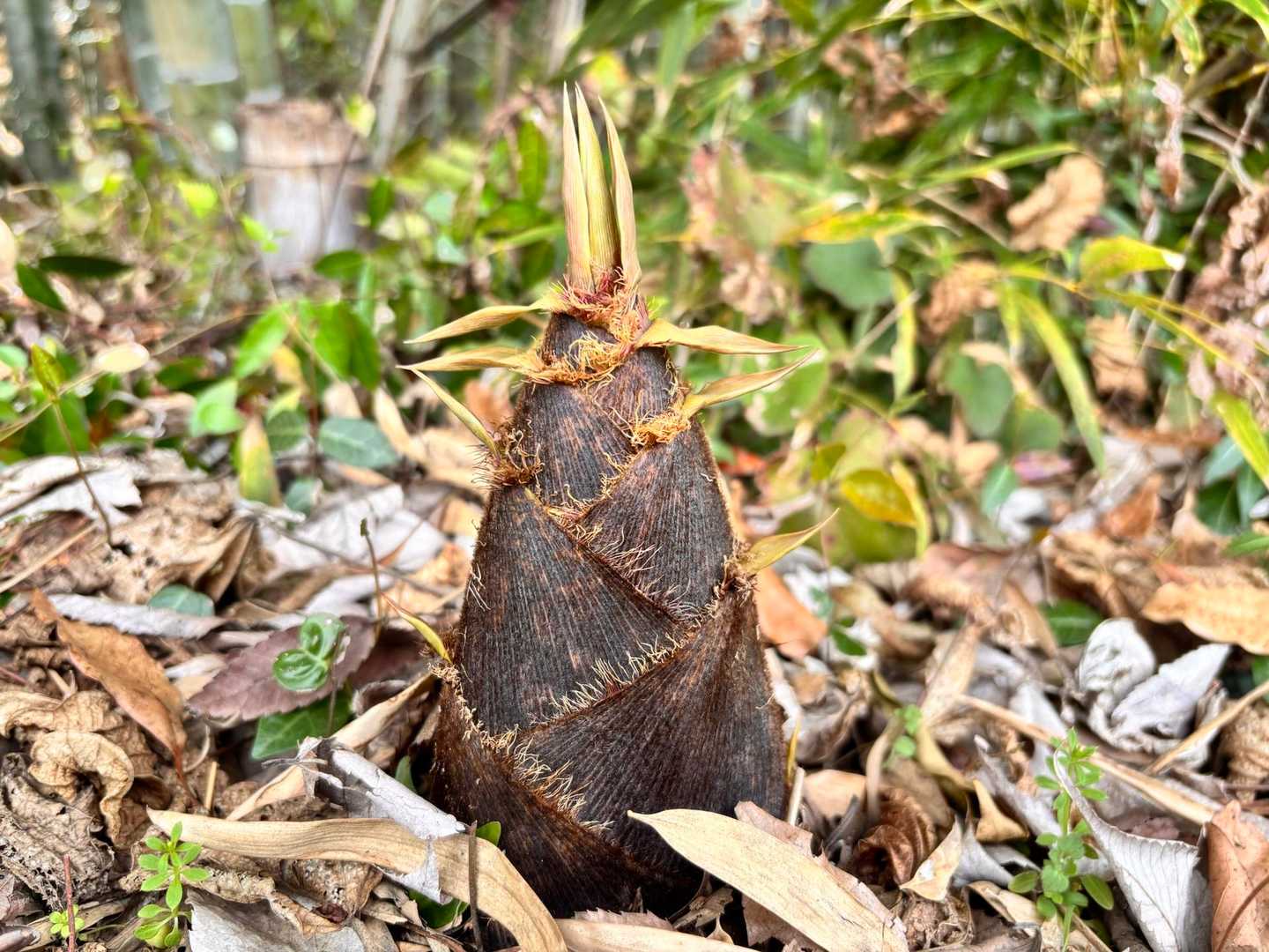 筍がニョキニョキ😲