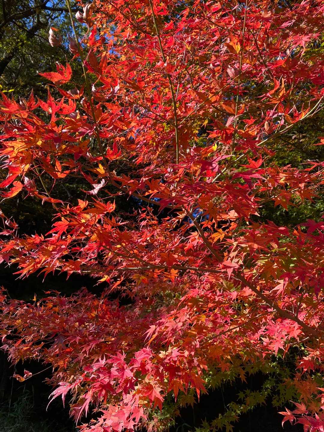 紅葉🍁✨