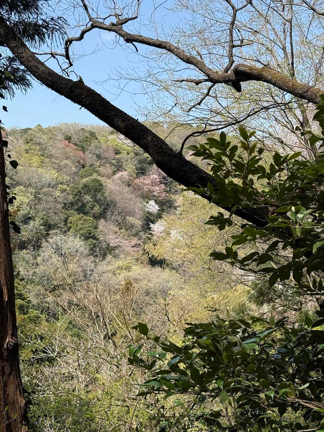 八菅いこいの森入口-やなみ峠-鳶尾山 往復コースの写真