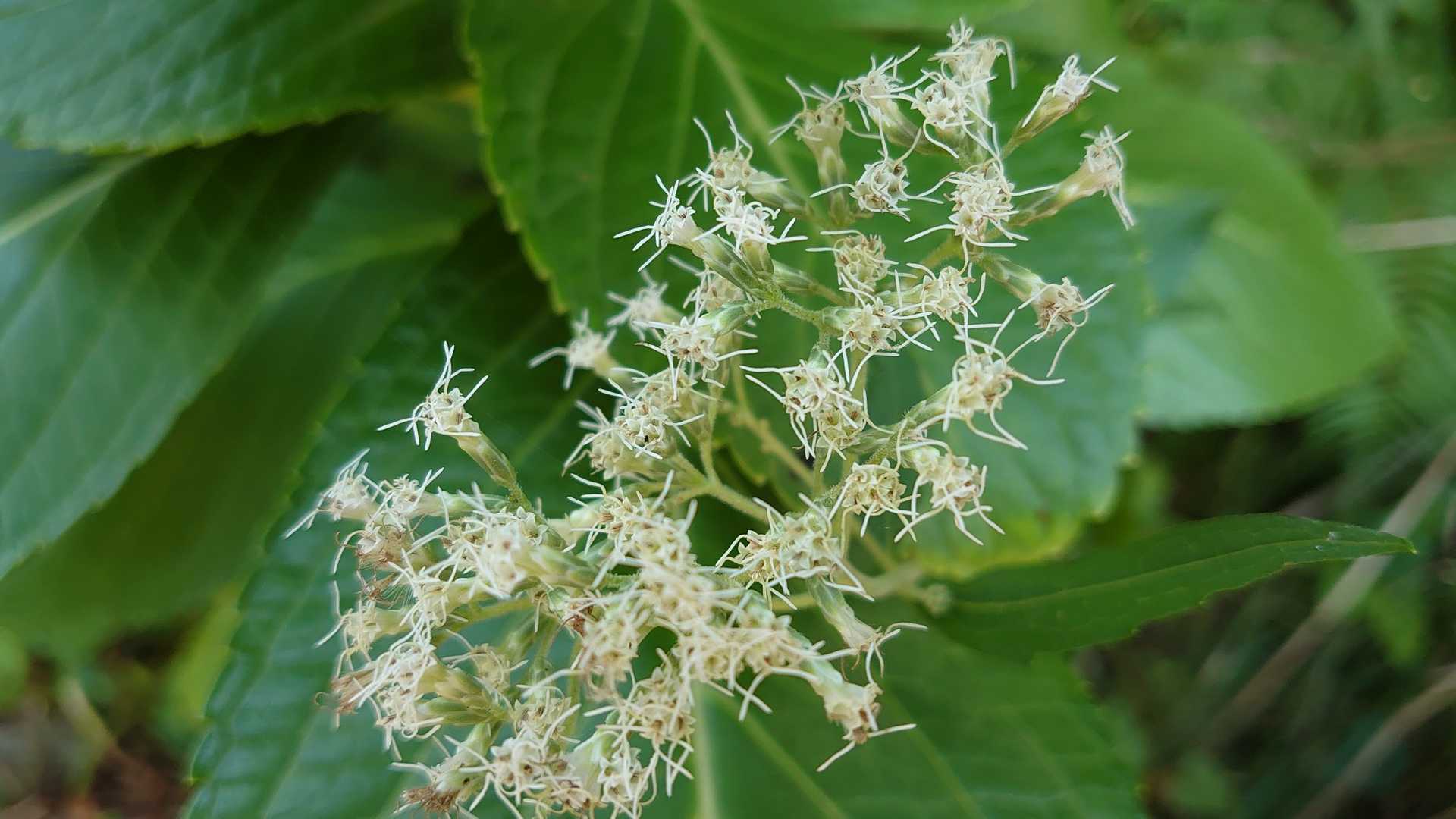 鵯花（ひよどりばな）