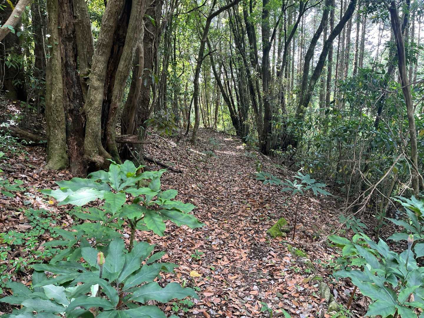 山頂に行くまでの間、ずーっと鳥🐦のさえずりが〜😌♪癒されまーす♡