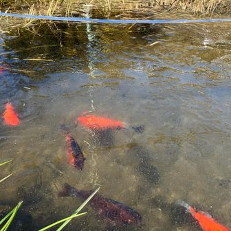 池がしっかり凍ってる🧊。我が家の金魚はヒーター入れて20℃ちょいを保ってるけど...
金魚は強いねぇ。てか鯉？