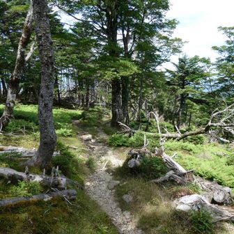 狼平へ向かいます。
とてもよく整備された歩きやすいルート
