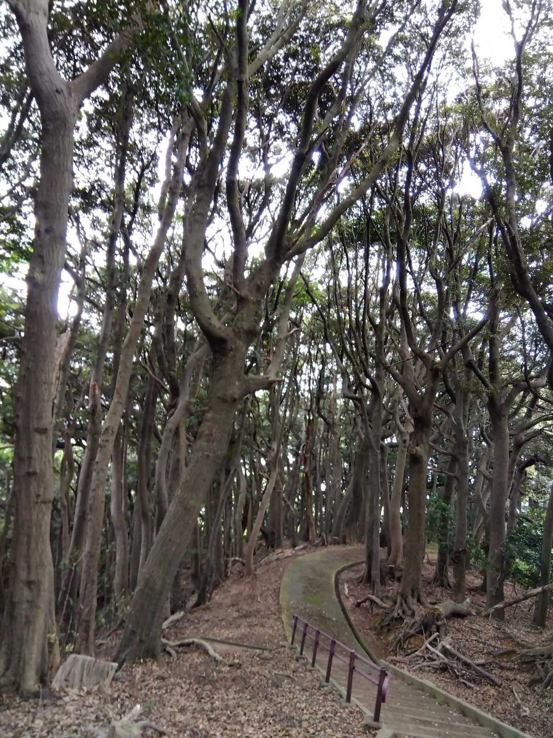 この辺のうねうねした木の雰囲気好き😚