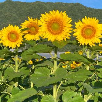 西芳
