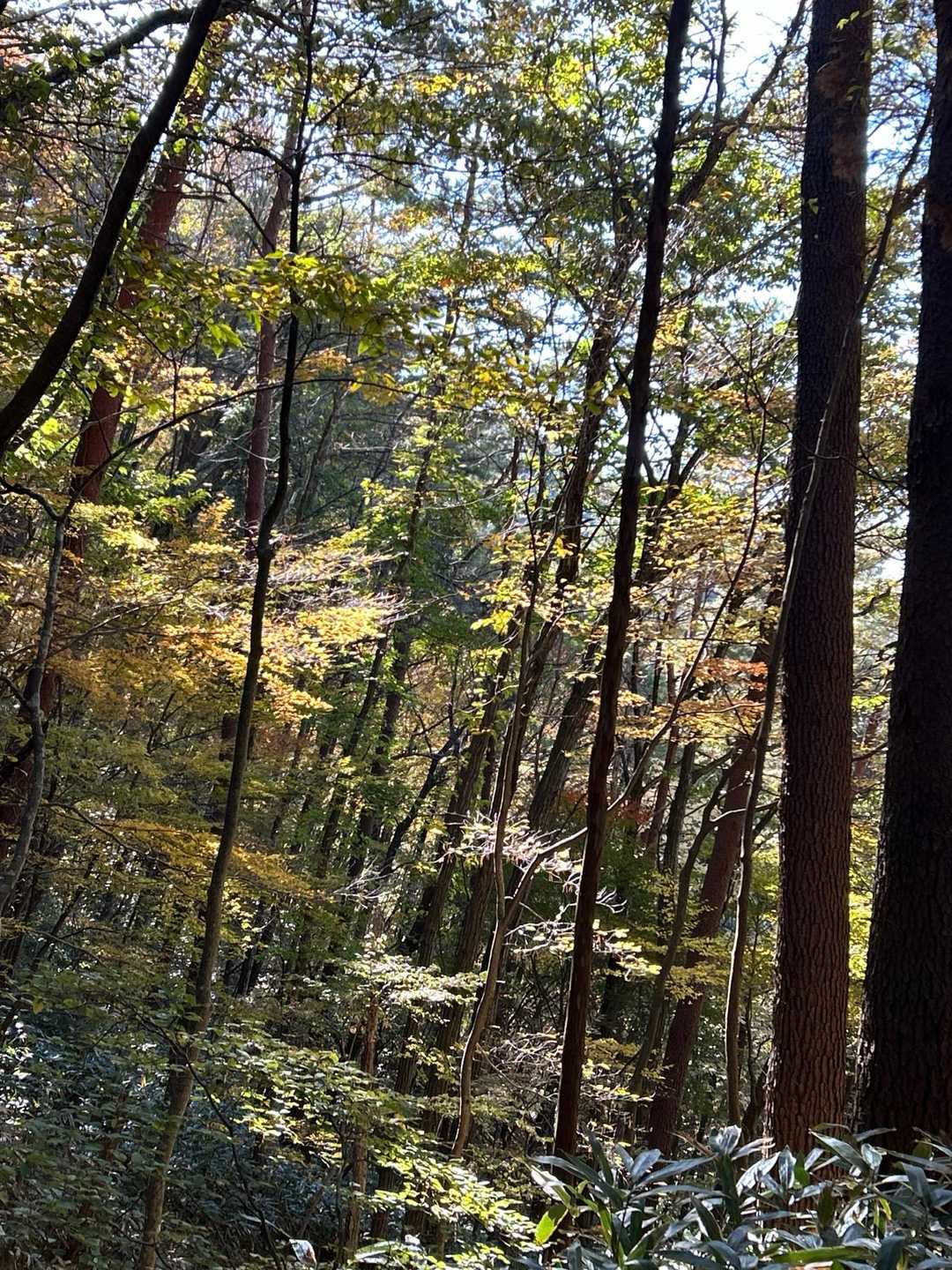 向峠バス停-小五郎山 往復コースの写真