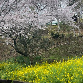 菜の花➕さくら🌸