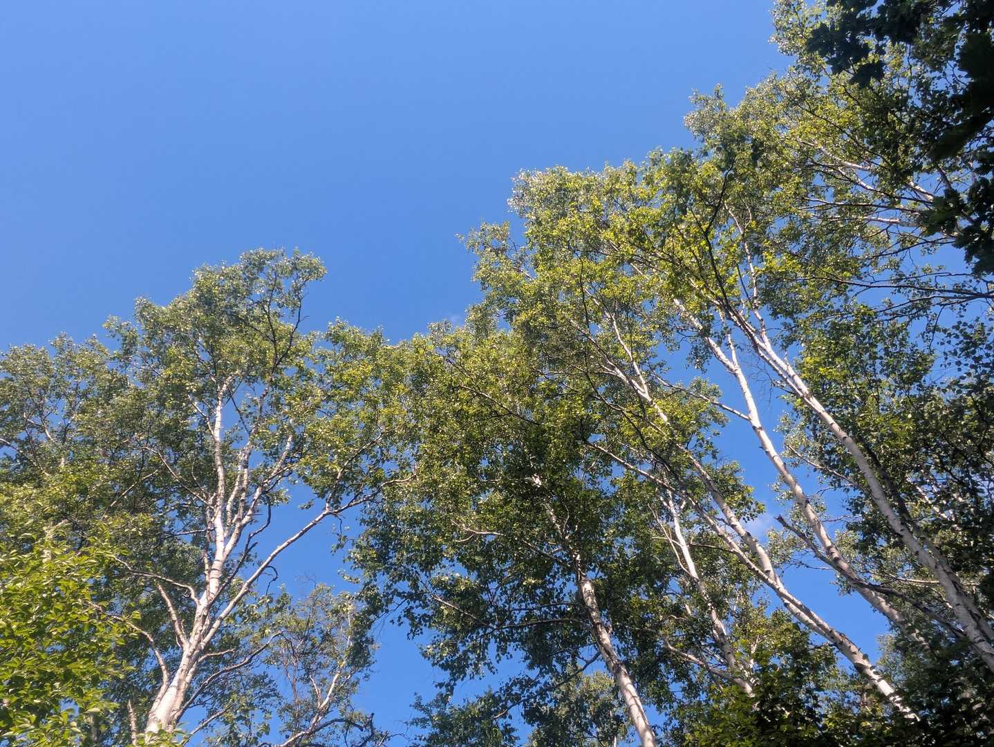 白樺に青空☀