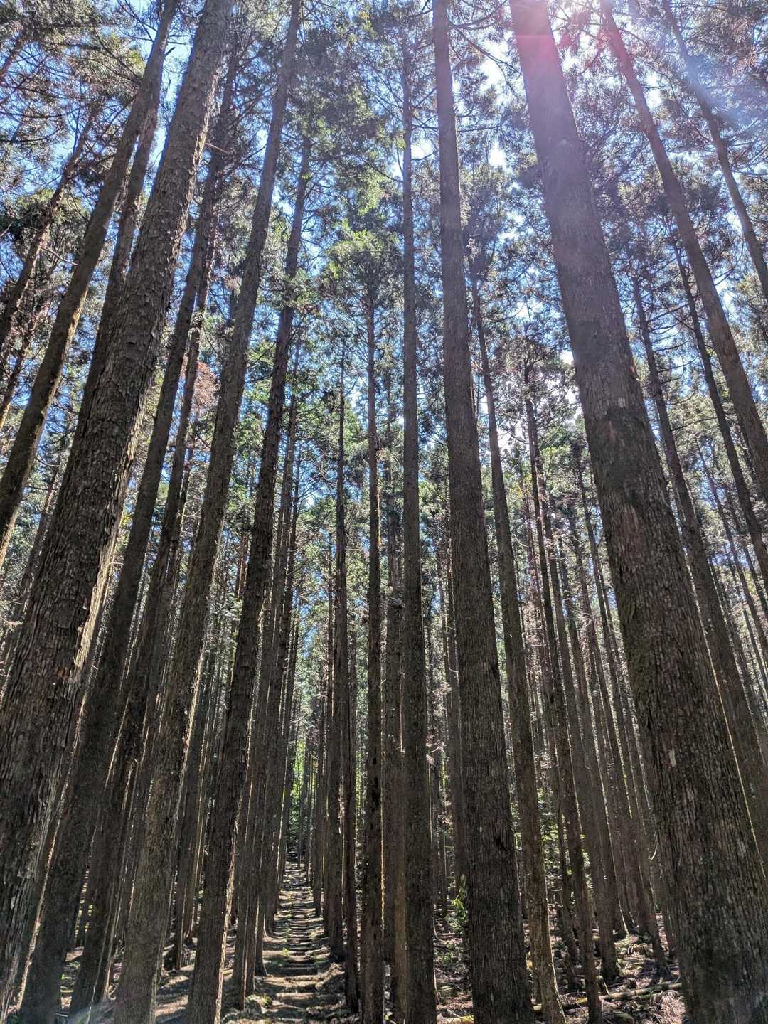 八瀬峠-長九郎山 往復コースの写真