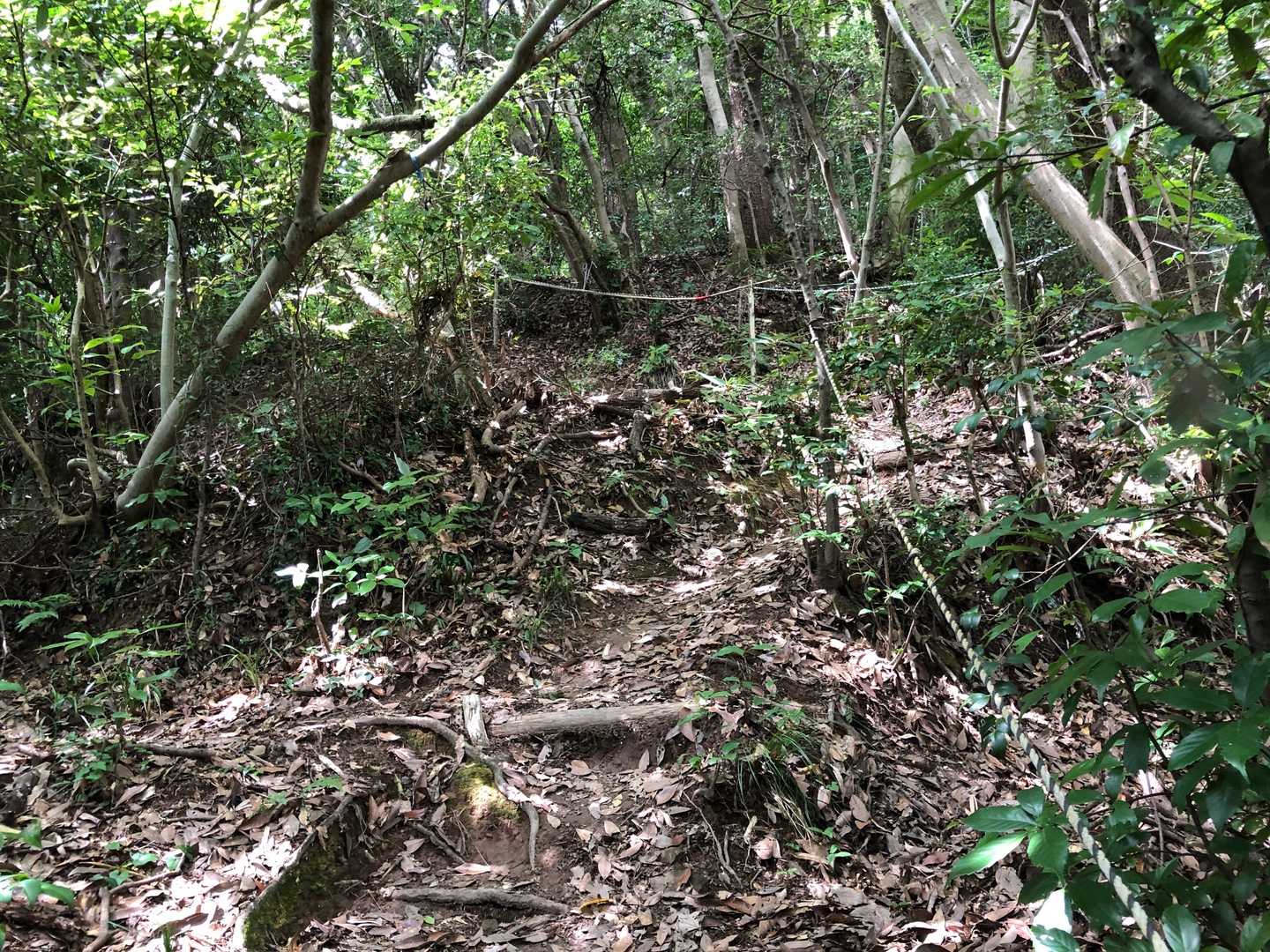 低山ですが夏の連続登山はキツく感じます。