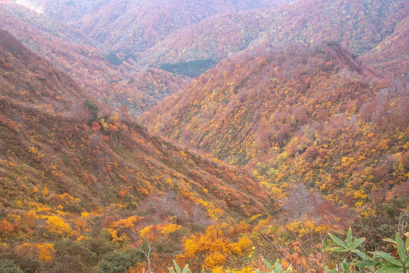 見下ろすとやはり紅葉は綺麗
朝日スーパーラインの紅葉ピークはこの辺なんだよね