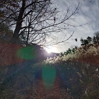 登山口が西側なので山頂の方から日が昇る🌞