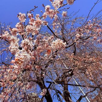 桜もところどころ咲いてた