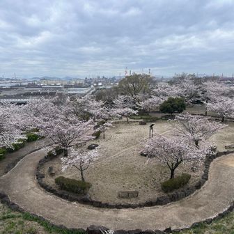 桜の向こうに見えるのはかの有名な水島コンビナートかな？