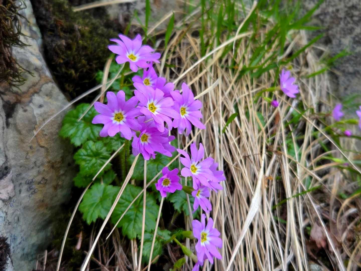 オオミネコザクラ咲く🌸釈迦ヶ岳⛰️ / たっくんの登山データ | YAMAP