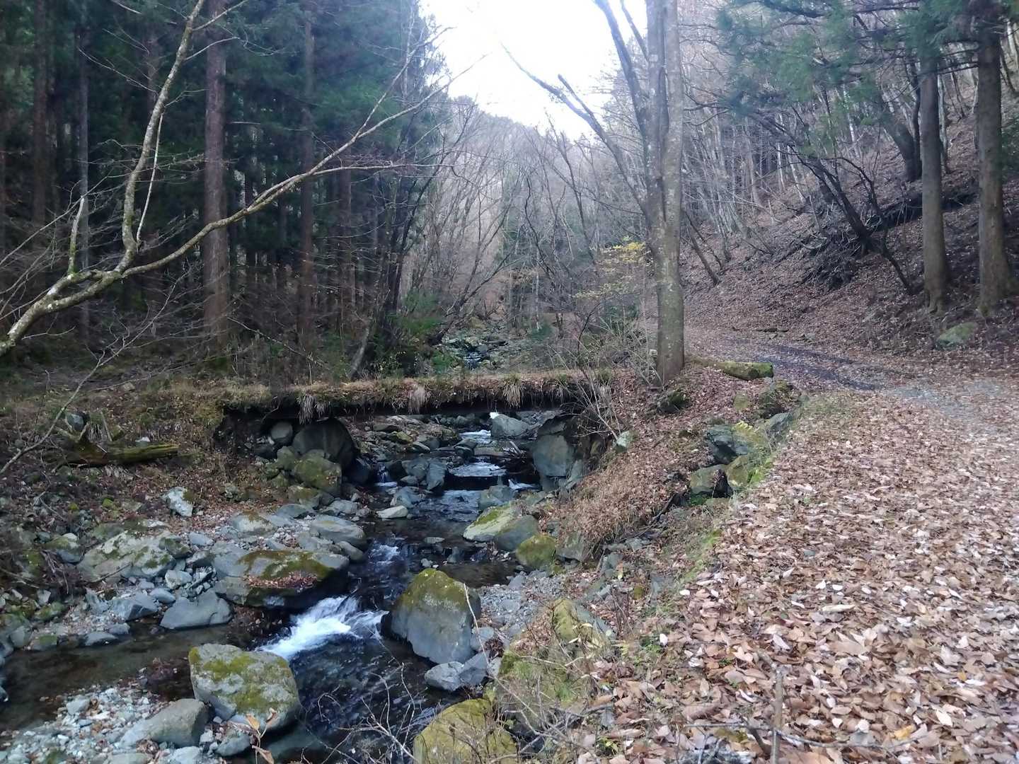 橋が見えるけど渡らずに林道を進むよ🚶‍♂