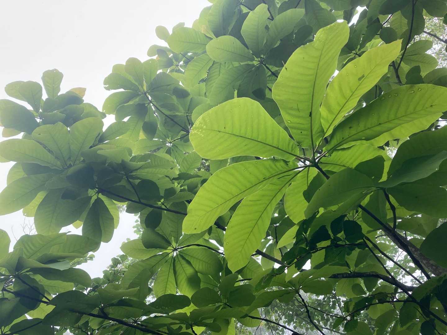 好きな朴葉を見上げる💕