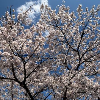 見上げて🌸