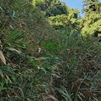 奥社から大麻山へ向かう出だしは…
笹薮で足元を確認するのに必死