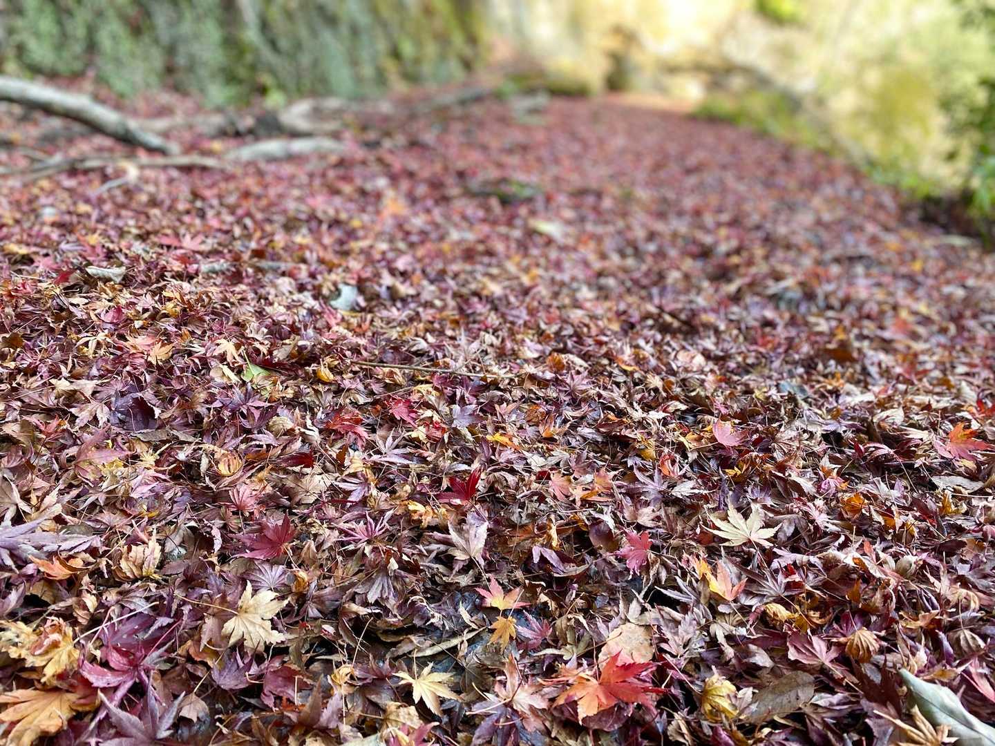 ふかふか🍁