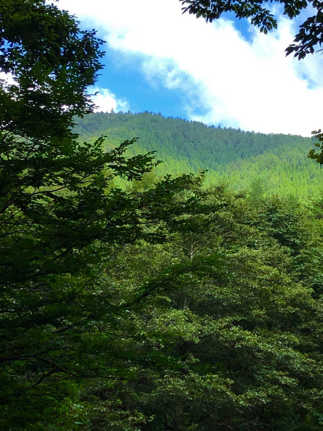 これが唯一黒鼻山が見えたところ😊