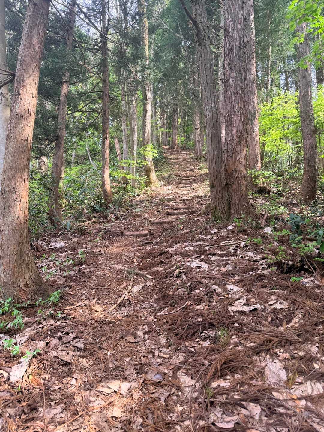 低山あるある、それなりに傾斜あります💦