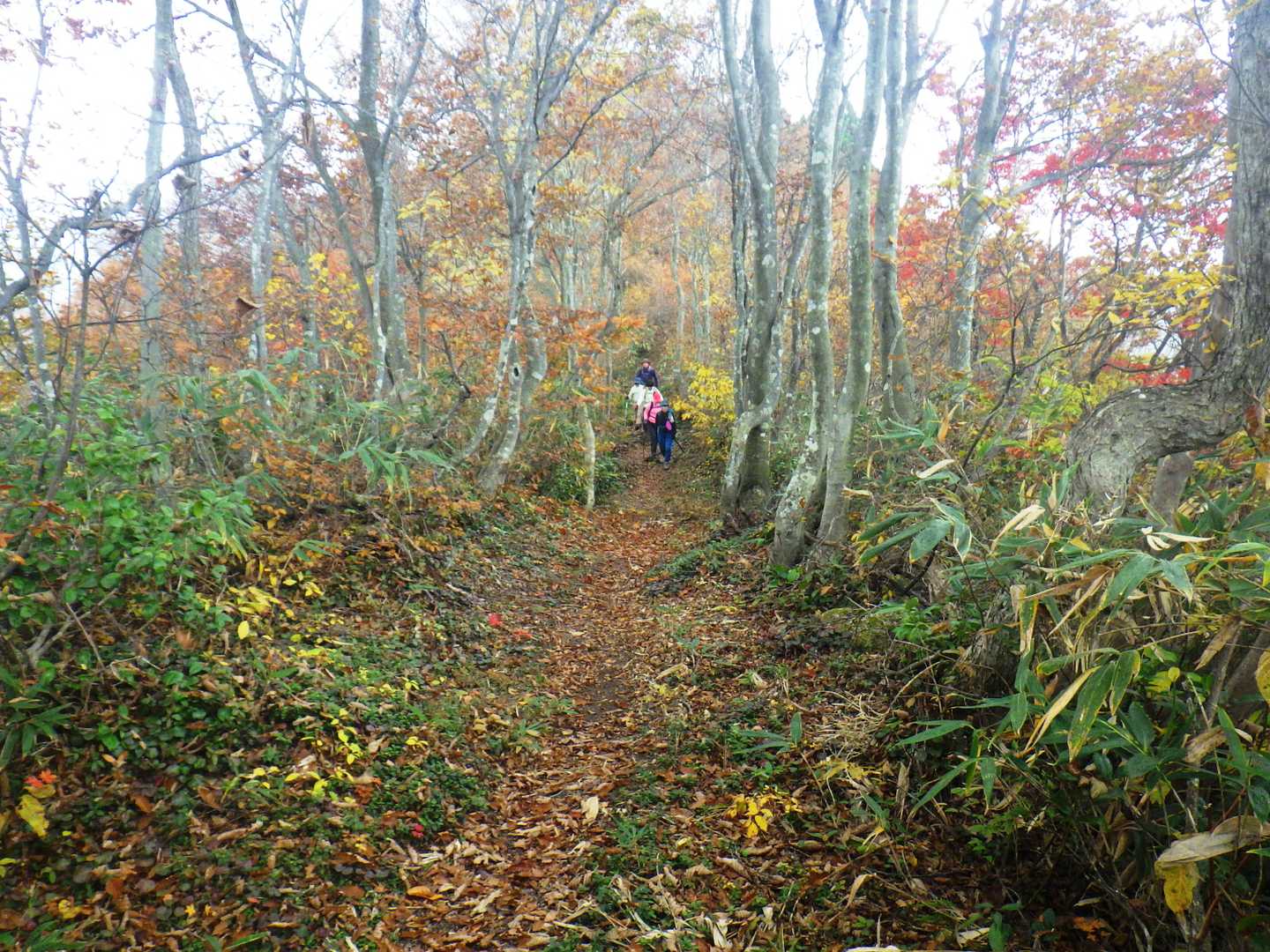 鳥越峠-高峰山 往復コースの写真