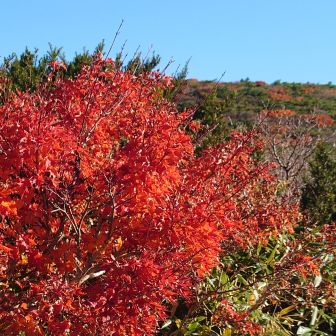 ゴンドラ山頂駅から三宝荒神山に向かう