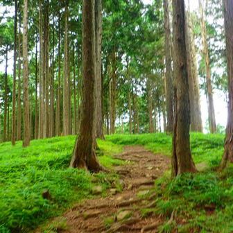 とても歩きやすい登山道🥾