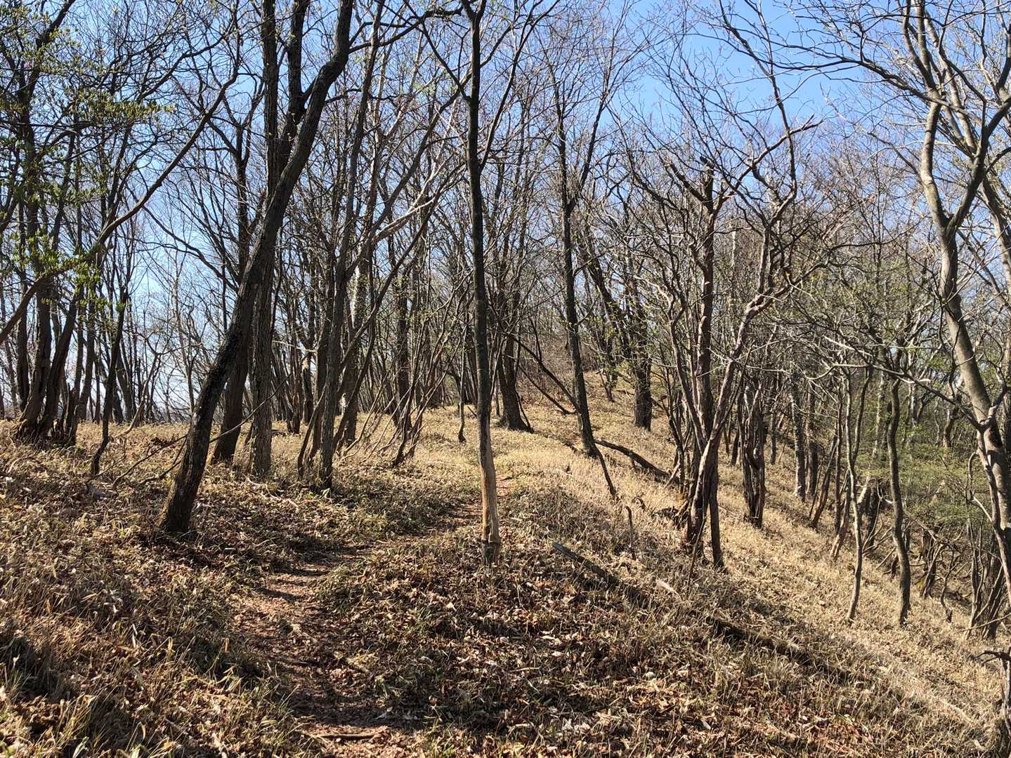 こんな感じの登山道を歩きます〜🌿