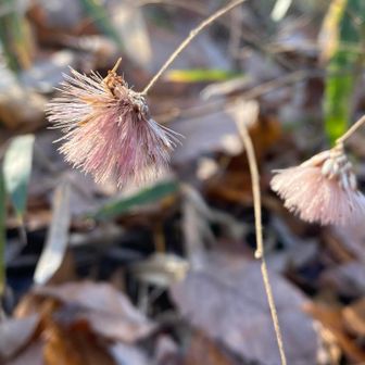 セピアカラーも♪