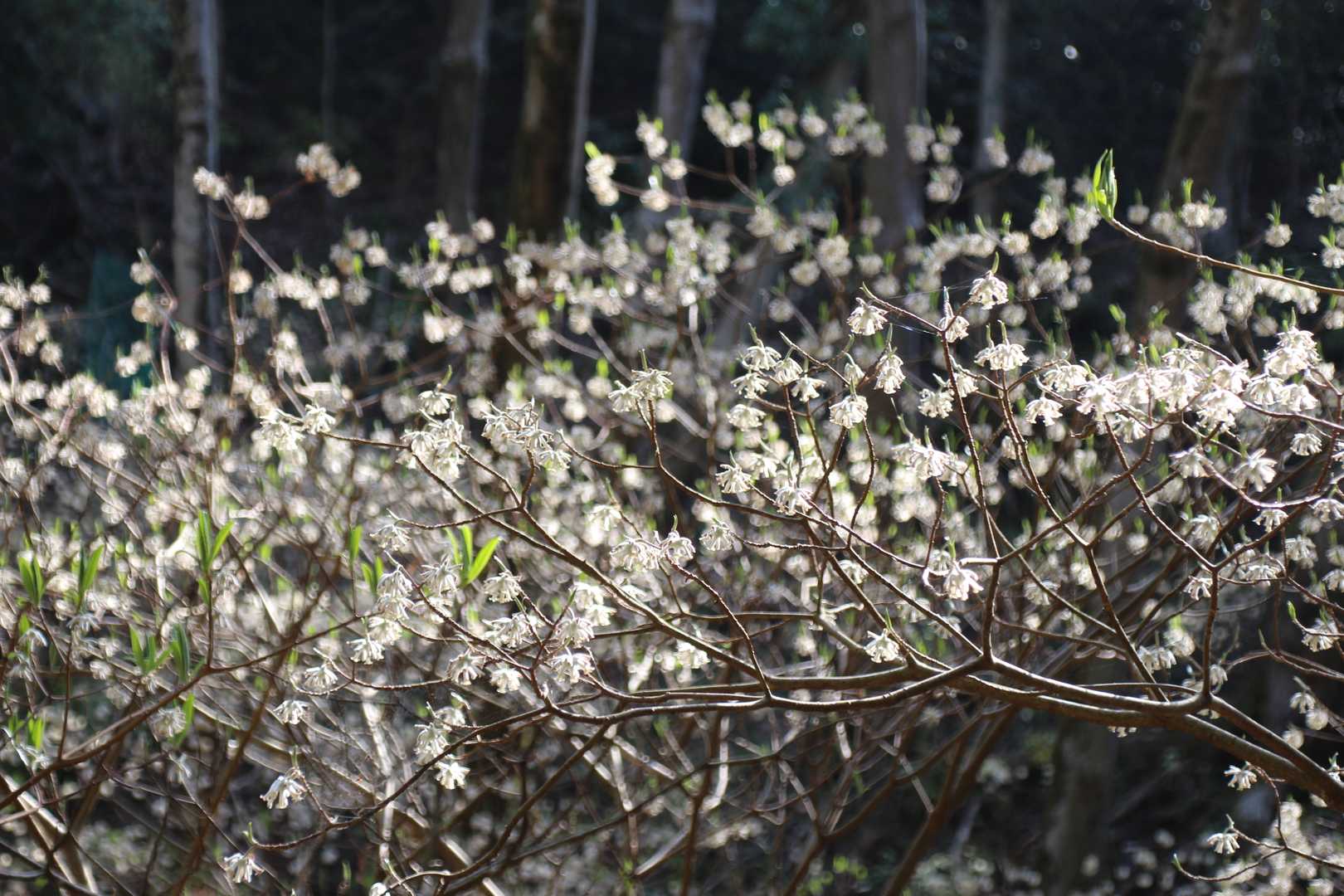 ミツマタの花は白くなっていました