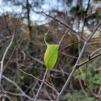 枯れ木に緑色の何か。他にもいくつかぶら下がってて綺麗たけど、虫系だとイヤなので遠くから撮った😫
