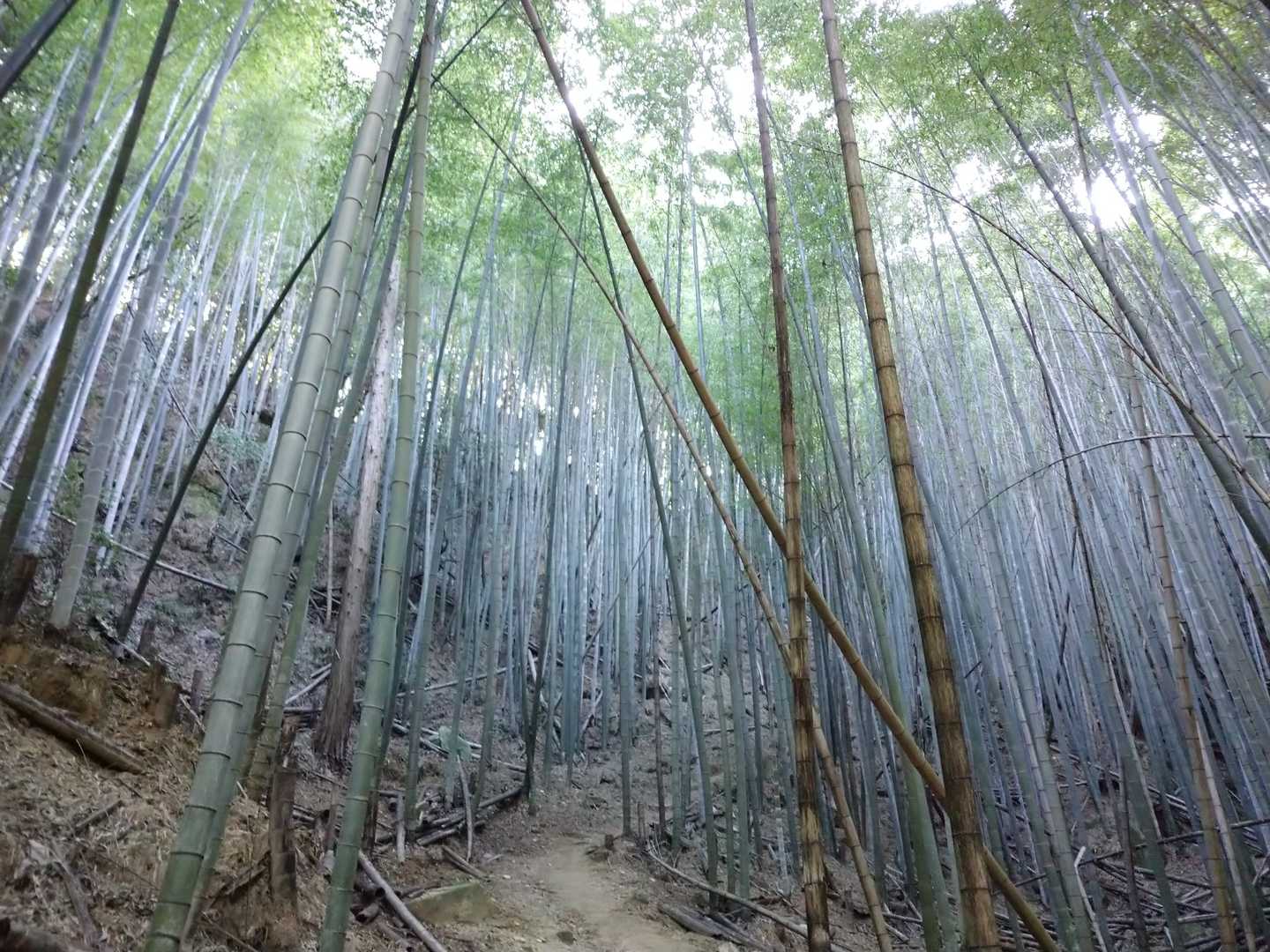 竹林良いわー