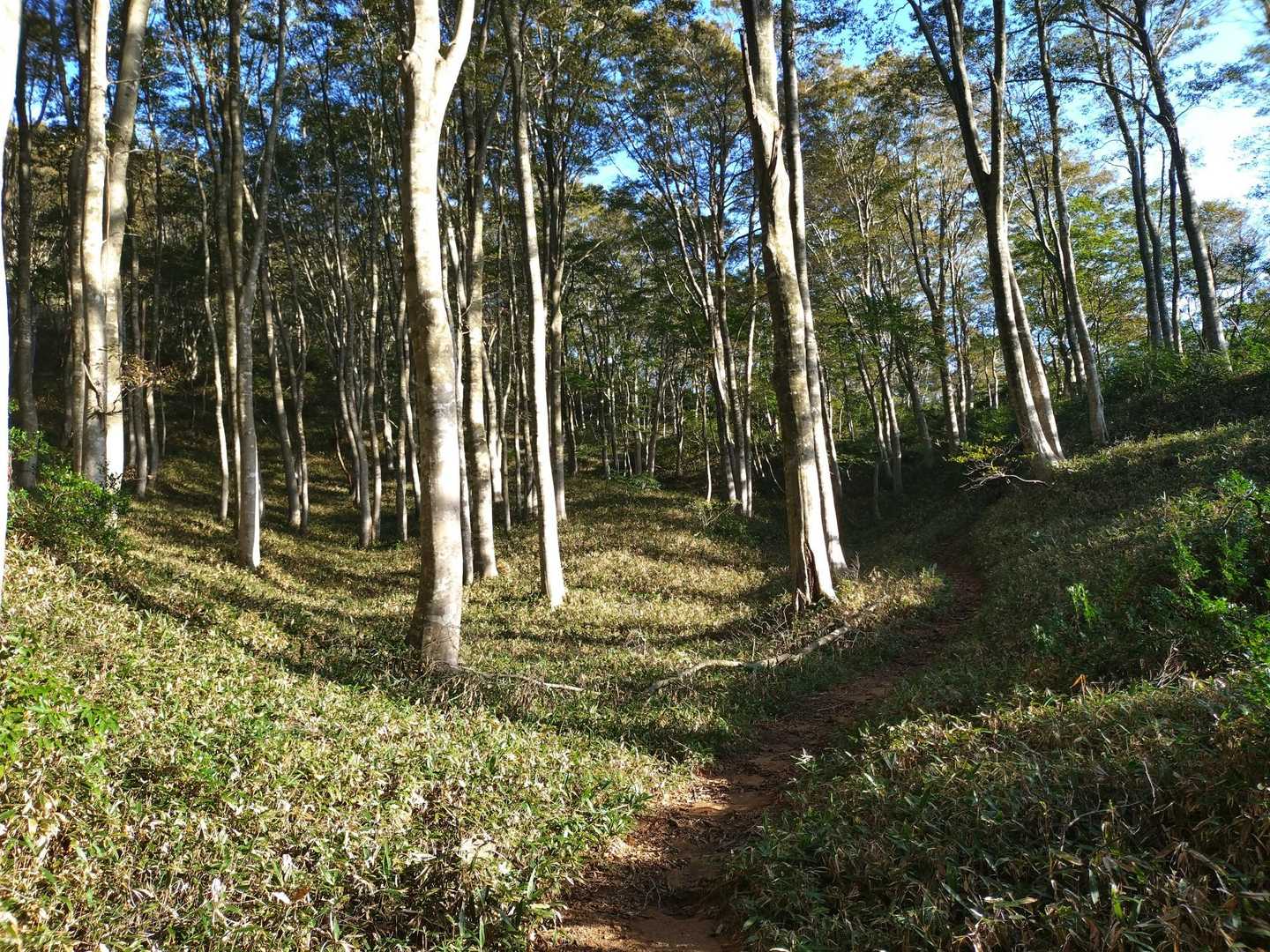 駄口登山口-奥野山-岩籠山-インディアン平原 往復コースの写真